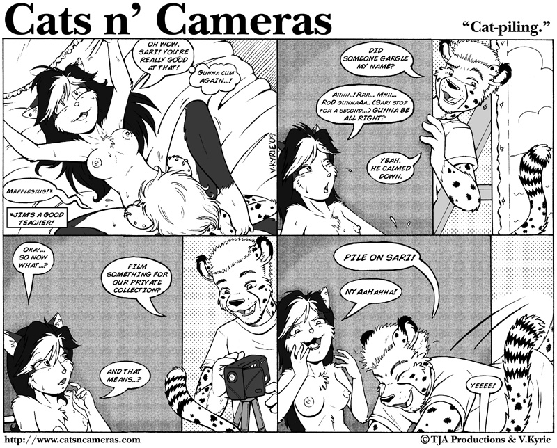 Cat Piling â€“ Cats N' Cameras